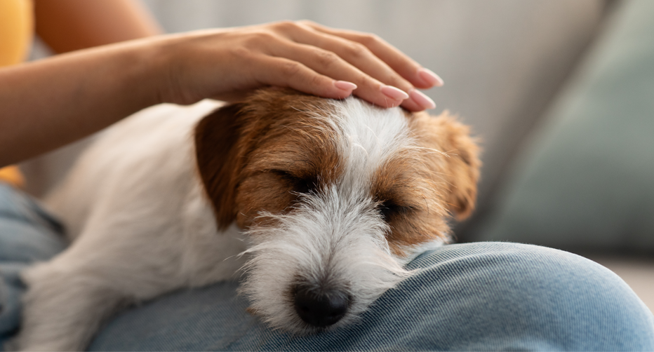 お亡くなり・ご安置