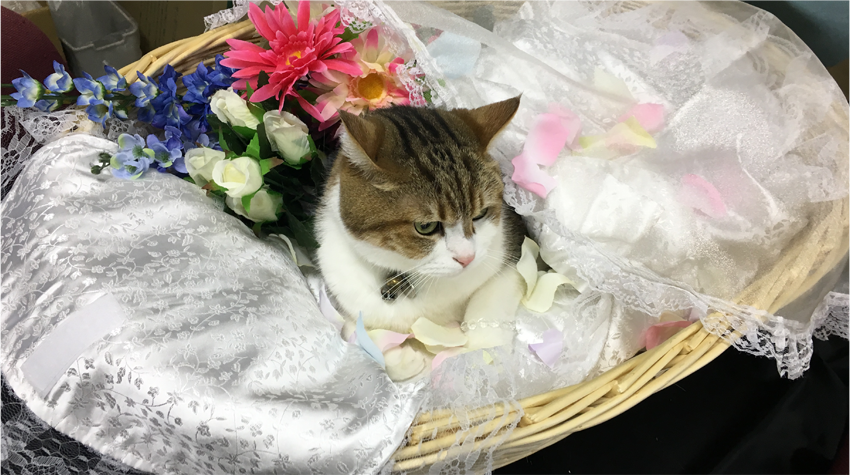 天使のおくるみ